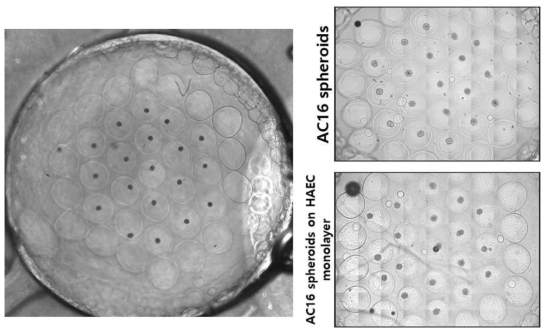 벌집구조 패터닝 수화젤에 로딩된 AC16 스페로이드