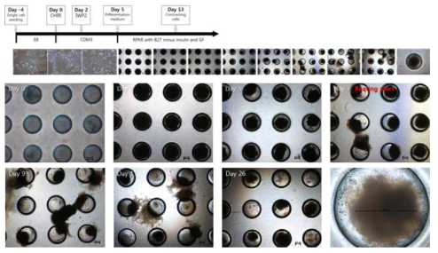 심근세포로 분화 유도된 BG01세포의 스페로이드 형성