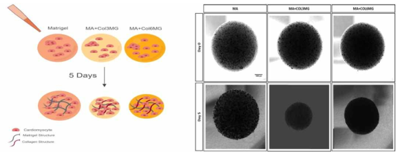 하이드로젤을 이용한 심근세포의 3D 배양