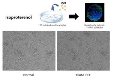 심근비대증을 유발하는 이소프로테레놀 처리 후 심근 세포 모습
