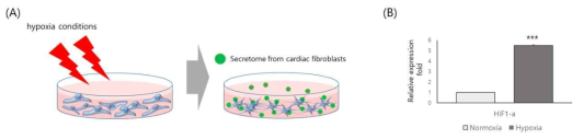 저산소증이 유도된 심장섬유아세포 모식도 및 HIF-1a 발현 확인