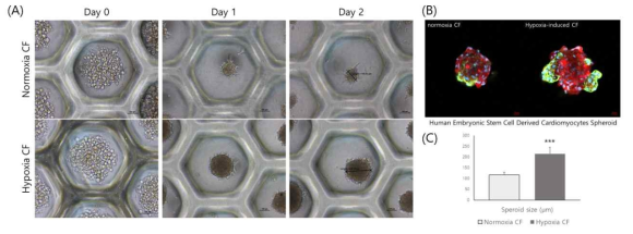 저산소증이 유도된 심장섬유아세포와 심근세포 스페로이드 모습 및 크기