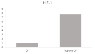 100μM 코발트클로라이드를 처리한 환경에서 배양된 심장섬유아세포 HIF-1α 발현