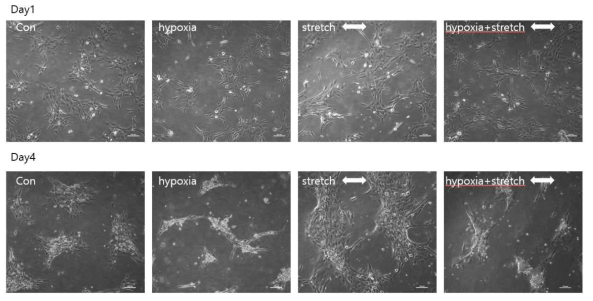 저산소증 및 반복적인 인장 환경에 노출된 심근세포
