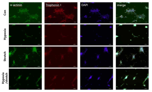 면역형광염색법을 통한 심근세포 세포골격내 형성 및 TrophoninI 발현 확인