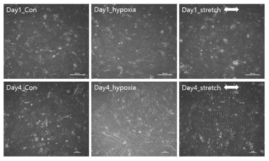 심근세포 및 심장섬유아세포 공동배양 후 인장상황에 노출하였을 때 세포 형태 변화