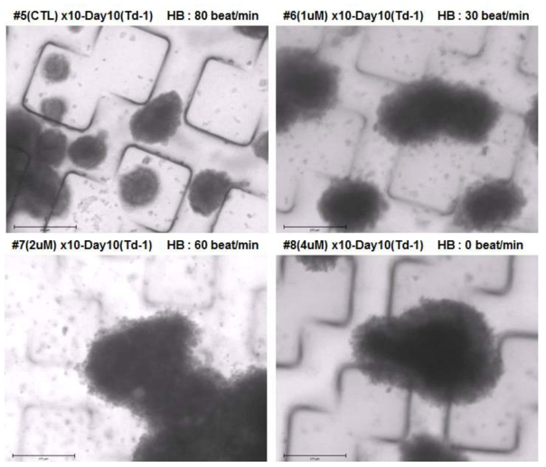 농도에 따른 약물처리 후 심근세포덩어리의 분당 심장박동수 측정