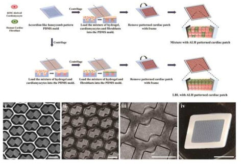 심장조직 분화 및 성숙을 위한 심근패치 제작 모식도와 심근패치