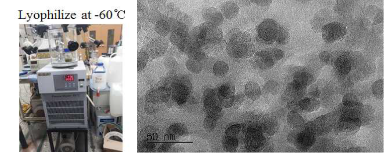 Urea를 이용한 hydrothermal C QDs의 동결건조 및 TEM 이미지