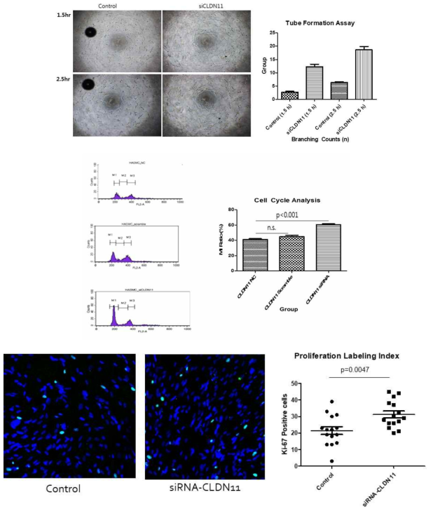 siRNA-CLDN11 transfection 후 HASMC proliferation에 대한 CLDN11 knockdown의 영향을 조사하였음. siRNA로 Transfection된 cell은 Control(non-treated) group에 비해 1.5 h째에 60-70 %의 유의 한 증가를 보였음. HASMC_siCLDN11 group의 M(G0 / G1) phase 비율이 40 %에서 60 %로 증가하였음. 면역형광염색으로Ki-67 Positive cell을 계수하여 비교 한 결과, HASMC_siCLDN11 group이 N.C(non-treated) group보다 유의하게 높은 평균을 보였음. 이는 CLDN11이 proliferation과 migration에 관련이 있음을 시사하는 것임