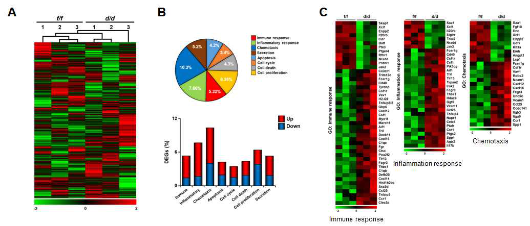 Dgcr8 wild type과 Dgcr8 cKO 생쥐에서 유전자 발현 정보 수집 및 분석. (A) 정상 생쥐와 Dgcr8flox/flox;PR-Cre 생쥐의 자궁에서의 Dgcr8에 의존적으로 발현이 조절되어지는 유전자 발현 정보를 수집하기 위하여 mRNA-Seq 분석함. 그 결과를 이용하여 Unsupervised hierarchical clustering 분석 결과 각 샘플군 간에 유의적으로 묶인 것으로 봐서 분석 과정과 샘플 준비는 잘 되었다고 판단됨. (B) mRNA-seq 결과에서 차이나는 유전자를 GO data를 기반으로 분석을 진행함. (C) 차이나는 유전자들 중에서도 면역 반응과 관련된 (immune response, inflammation response, chemotaxis) 유전자들이 발현차이가 있음을 확인함