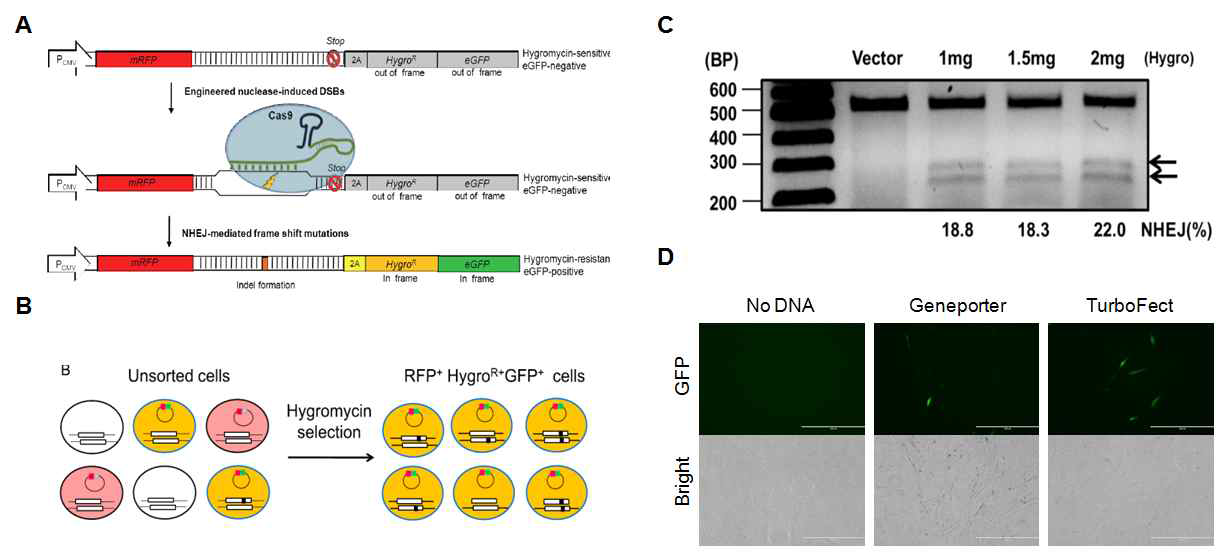 CRISPR/Cas9에 의한 mutant cell들 enrichment 확인. (A-B) CRISPR/Cas9에 의해 genome editing이 된 cell들을 enrichment 하기 위한 모식도. Editing 하고자하는 유전자의 gRNA target sequence를 삽입한 (A) vector를 Cas9/gRNA plasmid DNA와 함께 세포에 transfection 함. Cas9/gRNA에 의해 genome과 함께 (A) vector도 editing이 되면, target sequend에 DNA가 삽입되거나 제거가 됨에 따라 framshift가 발생해 HygroR와 eGFP가 발현 됨. (B) Hygromycin에 positive한 cell들을 선택하여 genome editing이 cell의 비율을 높여 mutant cell 선택이 용이함. (C) (A-B) 모델이 연구실에서 재현 가능한지 확인함. A 유전자 target sequence와 gRNA를 (A) vector와 Cas9 vector에 각각 삽입하여 293T cell에 transfection한 후, editing 정도를 T7E1 assay로 확인함. Hygromycin 농도를 높여도 mutant cell들을 enrichment 하기 어려움이 있음. (D) ATCC에서 구입한 Human endometrial stromal cell (CRL4003)의 transfection 효율을 확인함. CRL4003을 다양한 transfection reagent를 사용했음에도 transfection 효율이 낮음을 확인함. 이를 개선하기 위한 다른 방법이 요구됨