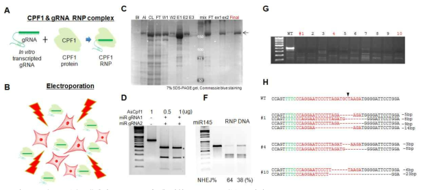 Endometrial cell에서 CRISPR/Cpf1에 의한 genome editing 결과. A) 최근 CRISPR/Cas9와 비슷한 CRISPR/Cpf1이 mammalian cell에서 적용 가능함이 보고됨. Cpf1 system은 genome editing 효율성이 높고 특이성이 Cas9보다 높음. 그래서 offtarget effect가 Cas9에 비해 아주 낮은 것으로 보고됨. 또한, CRISPR system을 ribonucleoprotein (RNP) 형태로 세포에 적용하는 것이 plasmid DNA 형태보다 genome editing 효율이 높다고 보고됨. (B) DNA 혹은 RNP 형태로 세포에 전달은 electroporation 방법으로 시도함. (C) 본 연구실에서 Cpf1 RNP를 안정적으로 사용하기 위해 CPF1-expression vector를 addgene에서 확보하고, 연구실에서 protein을 추출하고 투석하여 CPF1을 확보하여 SDS-PAGE에 commassie blue 염색으로 확인한 결과. (D) 확보한 CPF1이 작용하는지 확인하기 위하여 invitro transcription을 통해 얻어진 gRNA 함께 반응 시킨 결과 연구실에서 얻은 CPF1은 잘 작동하고 세포에서도 적용 가능할 것으로 보임. (F) 그림11(D)의 CRL4003 cell의 transfection 효율이 매우 낮기 때문에 endomatrial cell인 Ishikawa cell로 대체하여 실험함. miR145의 target 하는 gRNA를 RNP와 DNA 형태로 Ishikawa cell에 적용하였을 때, RNP 형태가 genome editing 효율이 높음. (G) 이를 single cell을 분리하여 genotype PCR 하였을 때 모두 genome editing 된 것으로 보임. (H) 이들 중 무작위로 선택하여 sequencing 분석한 결과 모두 3~23bp가 제거가 된 mutant cell인 것으로 확인 됨. 본 연구실에서 안정적으로 CRISPR/Cpf1 system을 구축하였고, 그림 9와 10에서 제시된 microRNA와 유전자들을 CRISPR system으로 mutation 시켜 앞으로 기능적 연구를 진행할 예정임