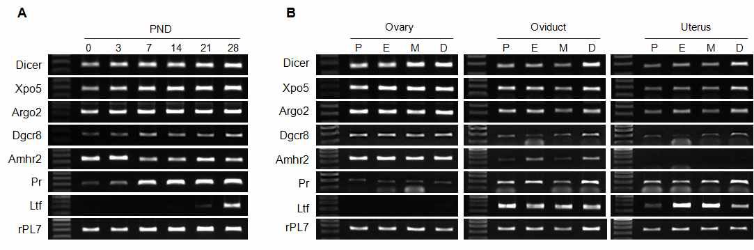자궁 발달 과정과 estrus cycle에서 microRNA 합성 조절 유전자들의 발현양상을 확인함 (A) 자궁 발달 과정에서 microRNA 합성 조절 유전자들의 발현 양상 조사. 생 후 0, 3, 7, 14, 21, 28 일된 ICR 생쥐에서 자궁을 적출하여 자궁 발달 동안 microRNA 합성 조절 유전자들의 발현 및 Amhr2, PR, Ltf의 발현을 RT-PCR을 통하여 확인 함. Dicer, Exportin5 (Xpo5), Argonaute2 (Argo2) 출생 직후 발현이 시작되어 지속 되며 Dgcr8 은 출생 7일 자궁에서 가장 많은 양이 발현 되는 것을 확인 할 수 있음. Amhr2 는 출생 직후와 3일에 가장 많은 양이 발현 되며 자궁 발달이 완성 되어 질수록 발현도 감소되었음. 이와는 반대로 PR은 출생 시기가 증가 할수록 발현 정도가 증가 하고, Lactoferrin (Ltf) 은 성 성숙이 시작되는 시기인 28일 부터 자궁에서 발현이 시작되는 것을 확인함. (B) RT-PCR을 통하여 생쥐 estrus cycle (Proestrus; P, Estrus; E, Metestrus; M, Diestrus; D)에서 Dicer, Xpo5, Argo2는 ovary, oviduct, uterus의 모든 estrus cycle에서 발현이 확인 됨. 이에 비해 Dgcr8은 그 발현 양이 상대적으로 미미함. Amhr2는 ovary에서 발현 양이 가장 많으며 PR은 oviduct 와 uterus 에서 모든 estrus cycle에서 발현이 확인 됨. Ltf은 ovary에서는 발현이 되지 않으며 oviduct 와 uterus 많은 양이 발현됨을 확인함