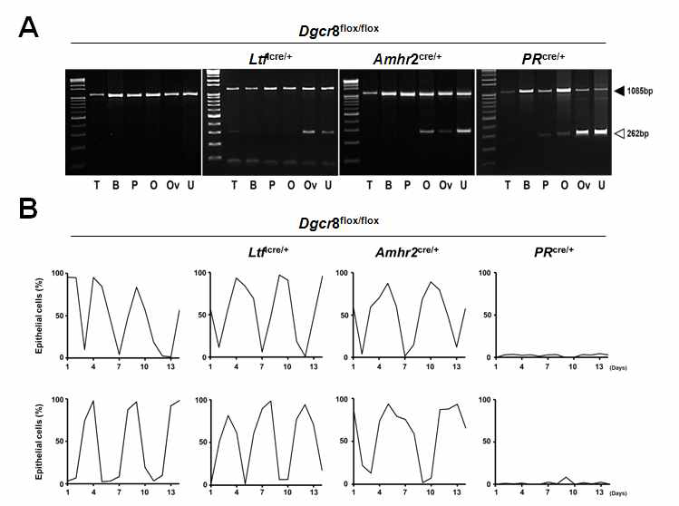 자궁 세포 특이적 Dgcr8 cKO 생쥐 생식주기 확인 (A) 연구실에 다수 확보된 자궁 세포 특이적 Dgcr8 cKO 생쥐의 조직별 genotype PCR 결과. 연구책임자 연구실은 본 연구를 위한 자궁 세포 특이적 Dgcr8 cKO 생쥐 모델들이 구축됨을 확인함. (B) 자궁 세포 특이적 Dgcr8 cKO 생쥐의 생식주기를 vaginal smear 방법으로 확인 함. Dgcr8flox/flox;Ltficre/+ 와 Dgcr8flox/flox;Amhr2cre/+ 생쥐에서 Dgcr8flox/flox;PRcre/+와 달리 정상적인 생식주기가 관찰 됨