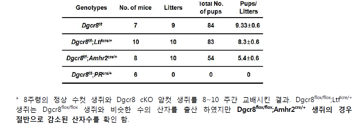 Dgcr8 cKO 생쥐 생식능력 검증