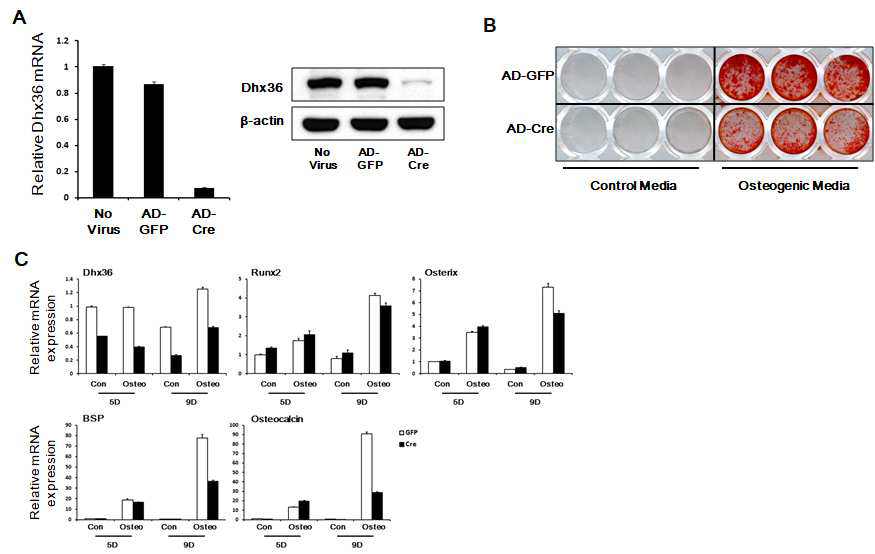 A. 아데노 바이러스를 이용한 Cre 단백질 과발현을 통한 중간엽 줄기세포의 Dhx36 결핍. B. Dhx36이 결핍된 중간엽 줄기세포의 골모세포로의 분화. C. Dhx36이 결핍된 중간엽 줄기세포의 골모세포 분화 유전자 발현