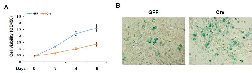 A. Dhx36이 결핍된 중간엽 줄기세포의 세포 생장 비교. B. Dhx36이 결핍된 중간엽 줄기세포의 세포 노화 비교