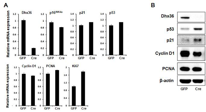A. Dhx36이 결핍된 중간엽 줄기세포에서 세포 노화 관련 유전자인 p16INK4a, p21, p53 및 세포 생장 관련 유전자인 CyclinD1, PCNA, Ki67의 mRNA 발현 비교. B. Dhx36이 결핍된 중간엽 줄기세포에서 p53, p21, CyclinD1, PCNA 단백질 발현 비교