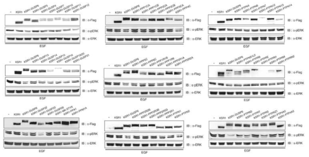 ERK 이중인산화 모니터링을 이용한 phosphatase 스크리닝