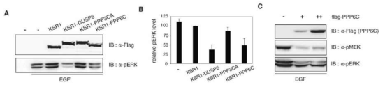 PPP6C의 ERK MAP kinase 신호전달계 특이성 확인