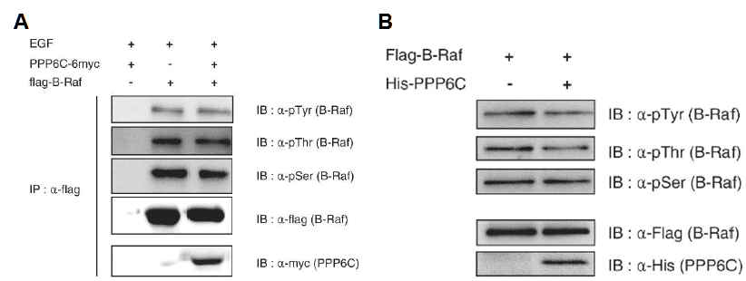 b-Raf의 in vivo (A), in vitro (B) phosphorylation assay