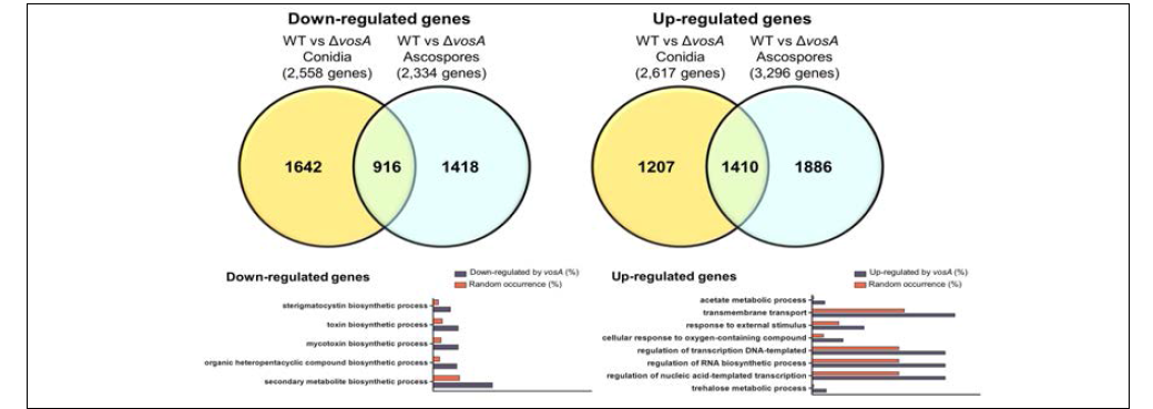 Genome wide analysis of VosA in ascospores