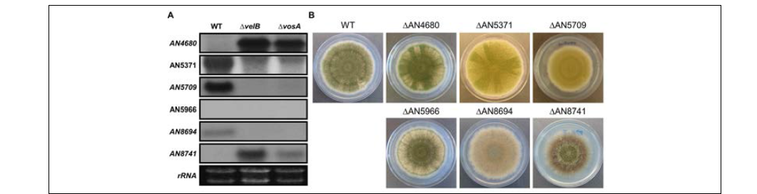 Putative VosA-VelB targets. (A) Gene expression of the putative VosA-VelB target genes. (B) Phenotype of the putative VosA-VelB target gene mutants