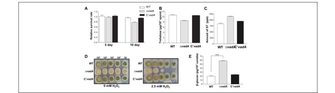 The roles of VadA in conidia. (A) Conidial viability (B) The amounts of trehalose. (C) The amount of sterigmatocystin (D) Tolerance against oxidative stress. (E) The amount of beta glucan