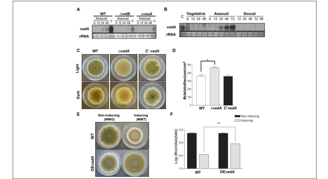 Summary of vadA. (A~B) vadA transcript expression in velvet mutants (A) or life cycle(B). (C~D) phenotype of △vadA mutants. (E~F) phenotype of vadA overexpressio mutant