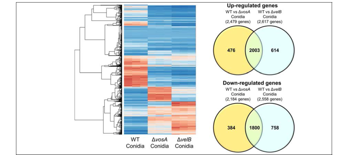 Genome-wide identification of A. nidulans genes whose expression is controlled by VosA and VelB in conidia or ascospore