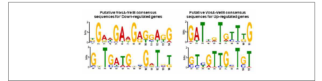 The consensus DNA sequence predicted to be recognized by VosA-VelB is shown