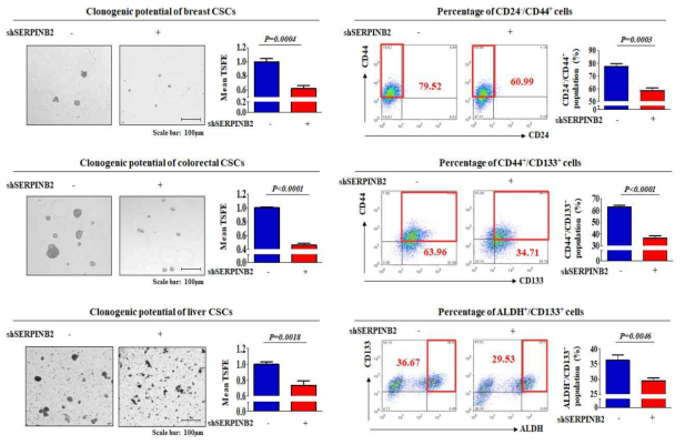 SERPINB2의 발현 억제가 암줄기세포의 증식 및 줄기세포성에 미치는 영향 평가