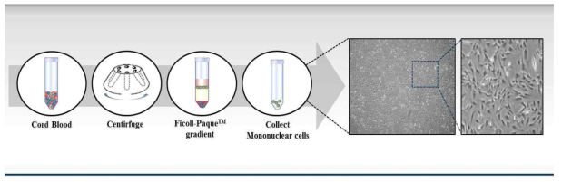 인간의 제대혈로부터 중간엽 줄기세포의 분리 및 배양