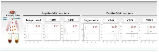 FACS analysis를 이용한 중간엽 줄기세포의 줄기세포성 확인