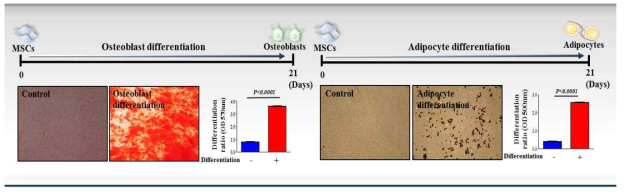 조골세포 및 지방 세포로의 분화 유도를 통한 줄기세포성 검증