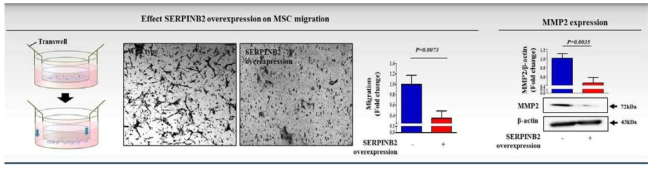 SERPINB2의 과발현이 중간엽 줄기세포의 이동 능력에 미치는 영향