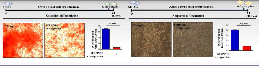 SERPINB2의 과발현이 중간엽 줄기세포의 분화 능력에 미치는 영향