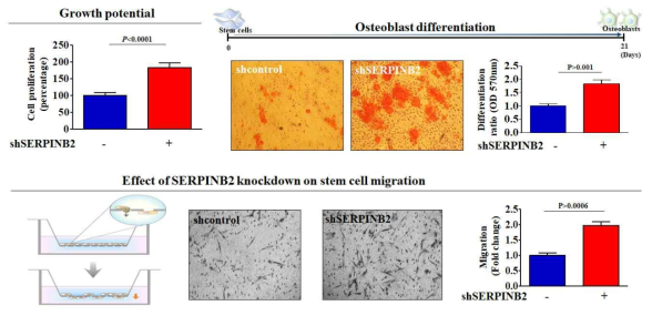 SERPINB2의 발현 억제가 중간엽 줄기세포의 다양한 기능에 미치는 영향