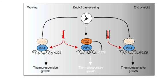 생체시계에 의한 고온형태형성 조절 분자기작을 보여주는 모델