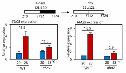 ABA 합성 돌연변이체에서 YUC8과 IAA29 유전자의 발현 변화