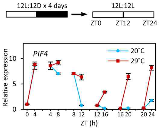 고온에 의한 PIF4 발현 변화