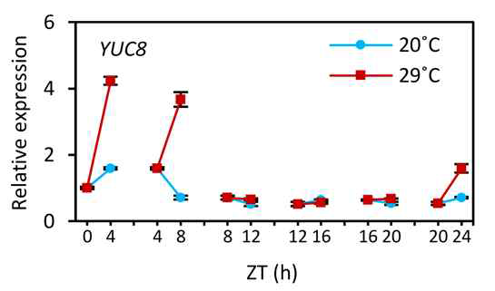 고온에 의한 YUC8 발현 변화