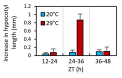 그림5의 생장조건에서, 서로 다른 시간대에 12시간 동안 고온처리를 한 후의 하배축의 길이변화 측정