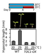 TOC1-OX 식물의 고온에 의한 하배축의 길이 변화