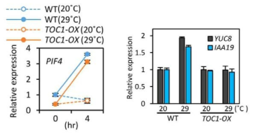 TOC1-OX 식물에서, 고온에 의한 PIF4, YUC8, IAA19 발현의 변화를 보여주는 qRT-PCR 결과