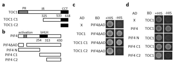 PIF4와 TOC1의 결합 확인을 위한 yeast two-hybrid 결과