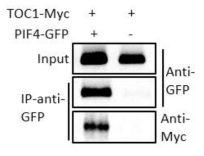 애기장대 mesophyll protoplast co-immunoprecipitation 결과