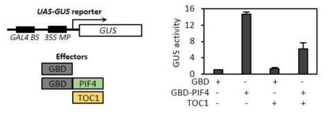 TOC1이 PIF4의 transcription activity를 억제함을 보여주는 transient gene expression assay의 결과. GBD, GBD-PIF4, TOC1을 effector로 사용하였고, GUS activity를 reporter로 사용하였다