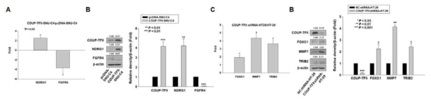 microarray를 통해 COUP-TFII-SNU-C4 세포와 COUP-TFII shRNA-HT29 세포에서 발현 차이를 보이는 인자를 확인